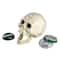 Design Toscano Pop Your Top Skeleton Skull Cast Iron Bottle Opener
